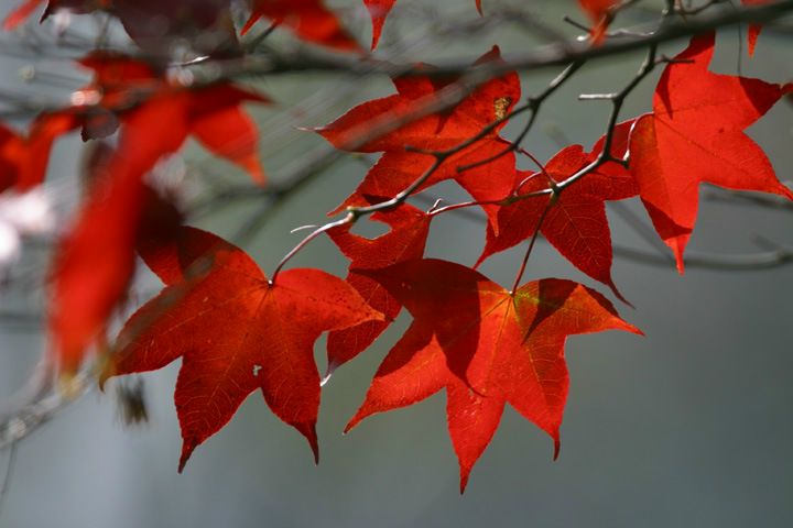 №17, Антон Пеньшин №17, Антон Пеньшин