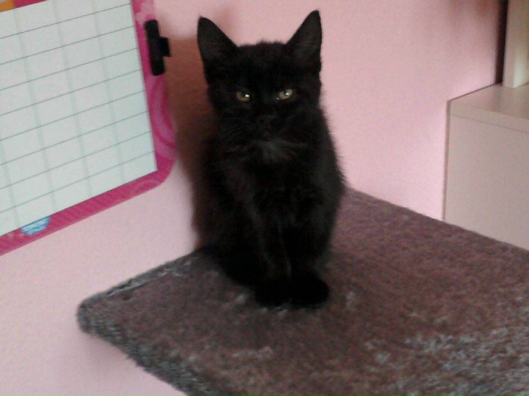 Михаил Молодший | Запорожье