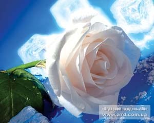 Юля Чернецька | Львов