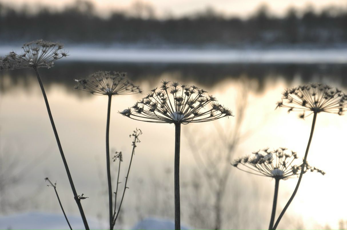 Галина Сарвина | Москва