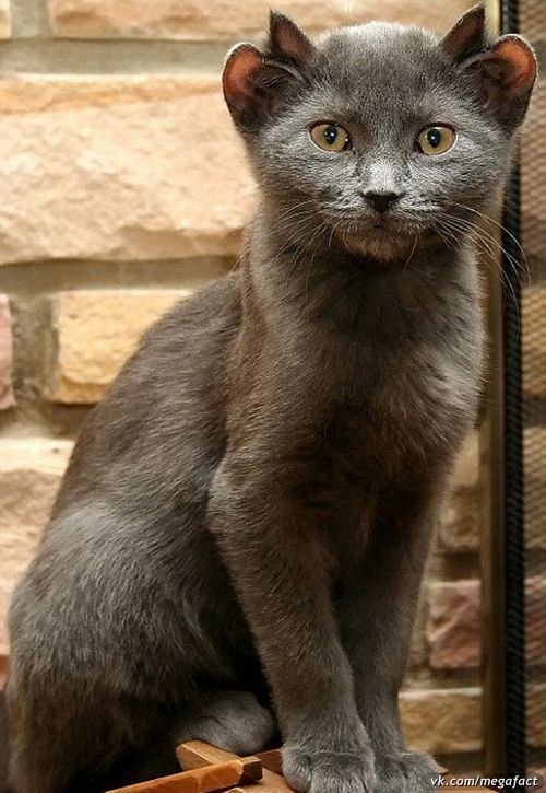 Ольга Николаева | Санкт-Петербург