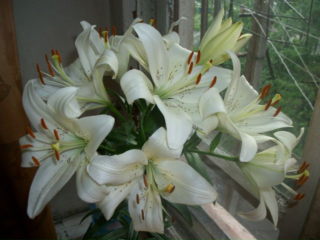 Роман Игнатовский | Каменское / Днепродзержинск