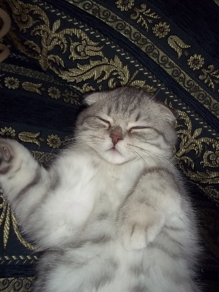 Полинка Григорчук 罍 ♥Ƹ̴Ӂ̴Ʒ♥罍 | Adelaide