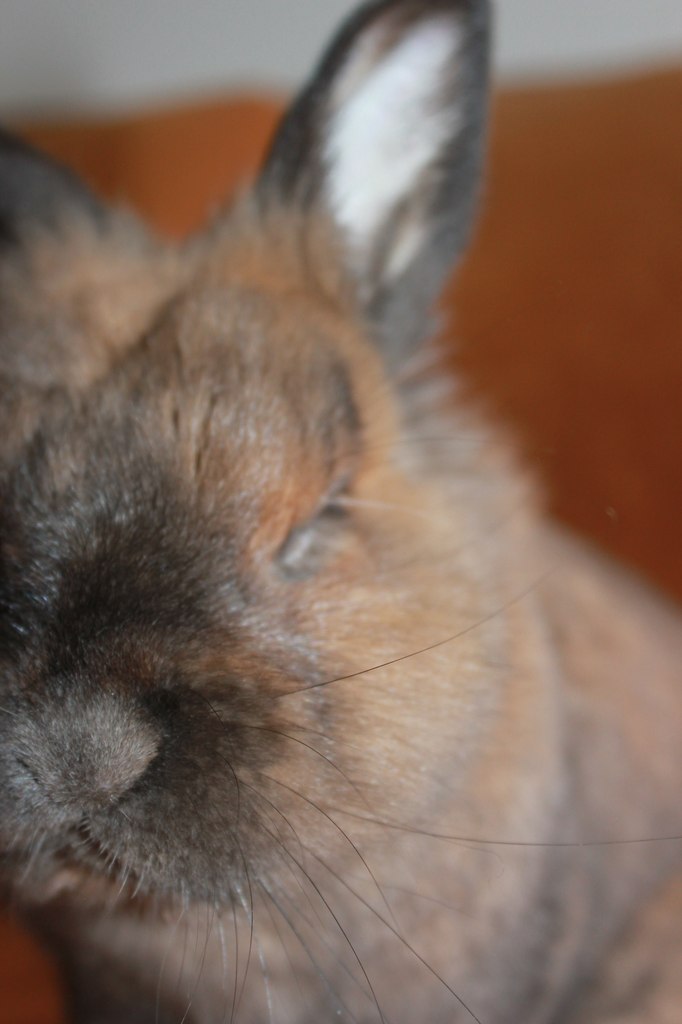 Анастасия Антонова | 