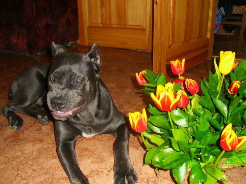 Анастасия Абросимова | Тула