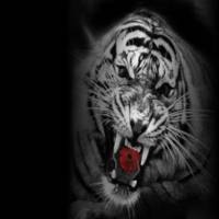 №16, Игорь Кужаков №16, Игорь Кужаков