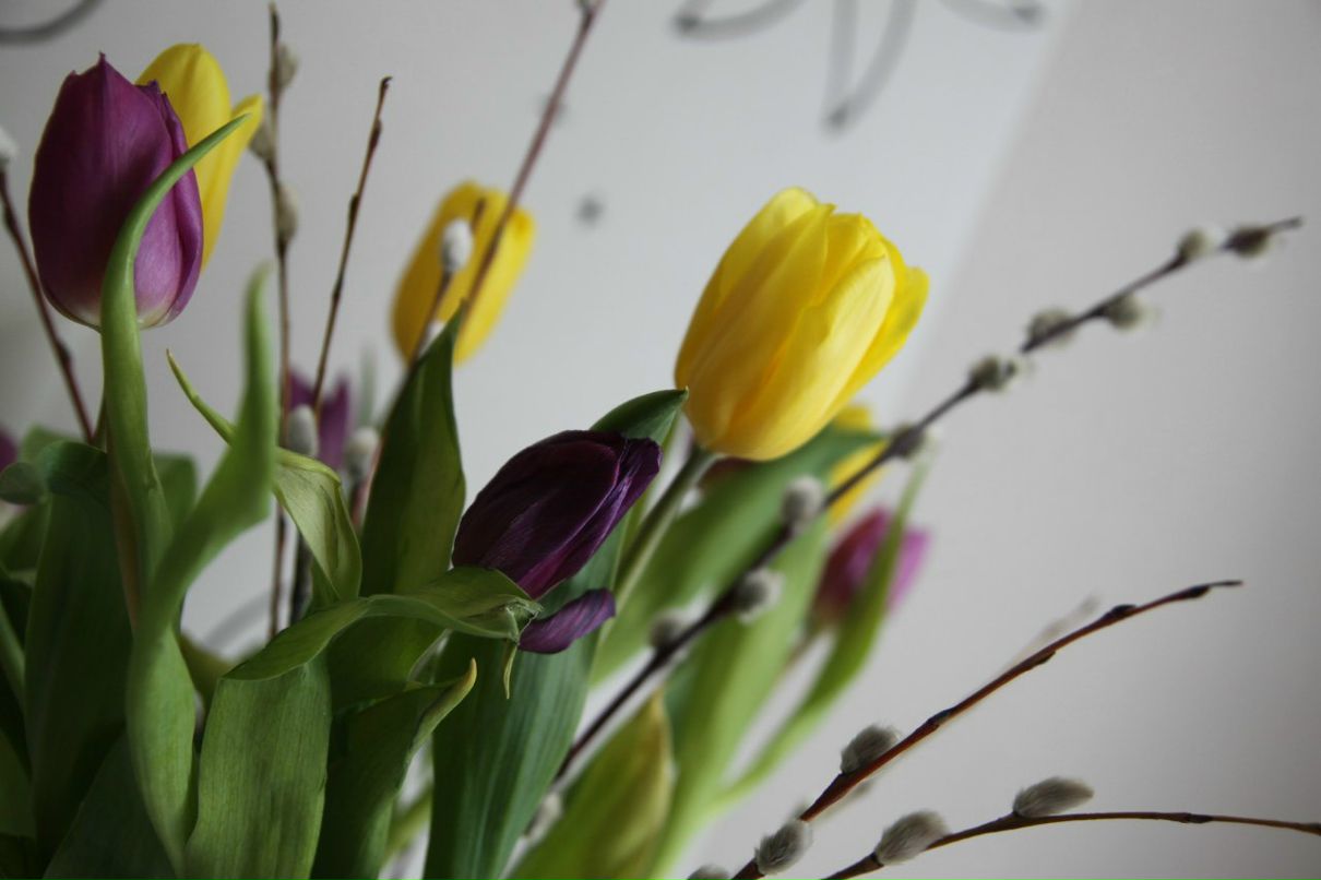 Анна Ланкина | Псков