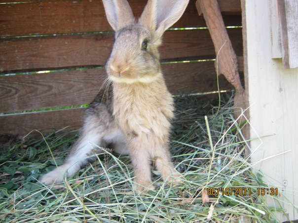 №4, Зорян Рубан, Киев №4, Зорян Рубан, Киев