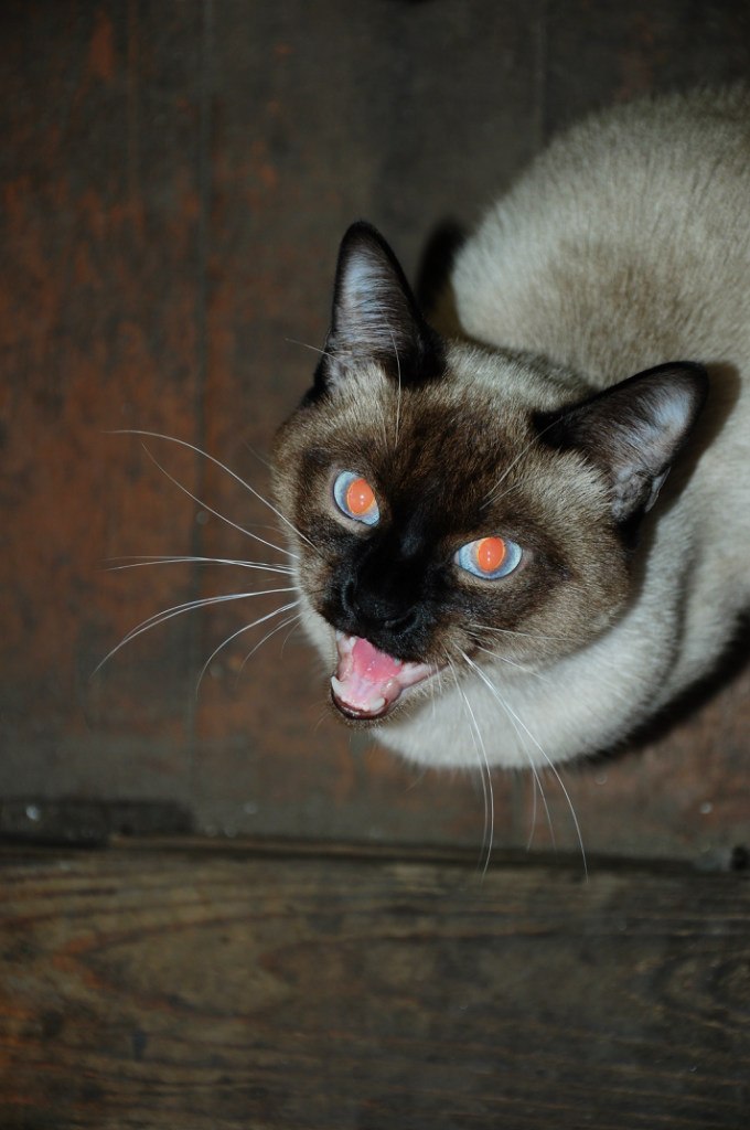 Наталия Нотман | Санкт-Петербург