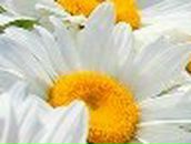 Маша Киселёва | Калуга (деревня)