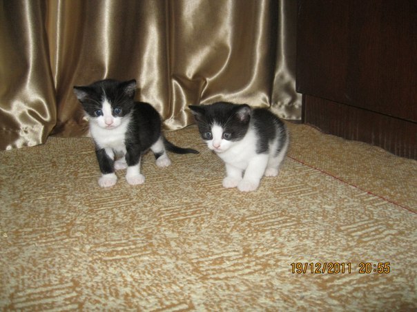 Leo Krivitsky | Чернигов