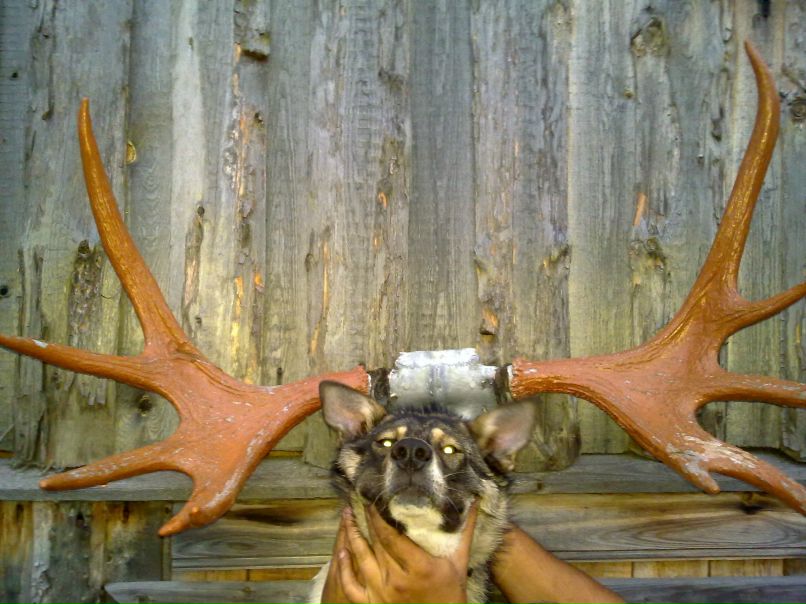 Дэн Соловей | Санкт-Петербург