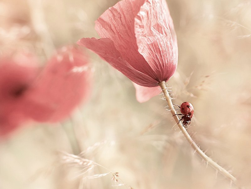 Елена Морозова farfalla | Москва