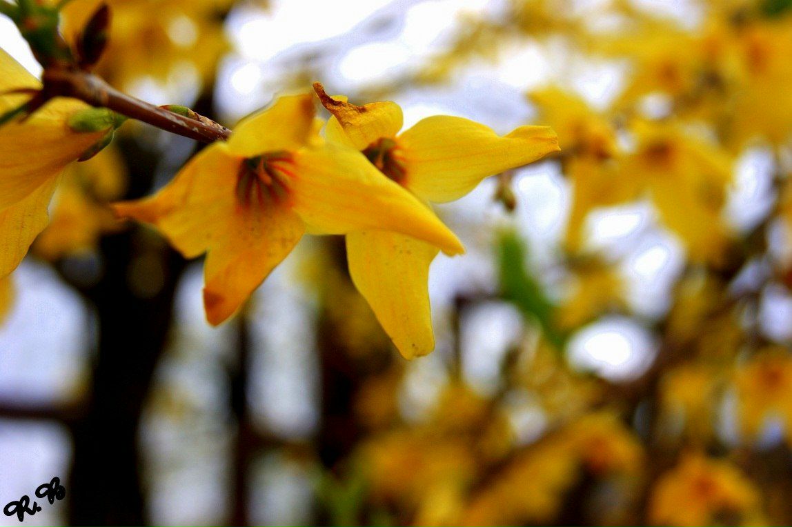 Роберт Боднар | Ужгород