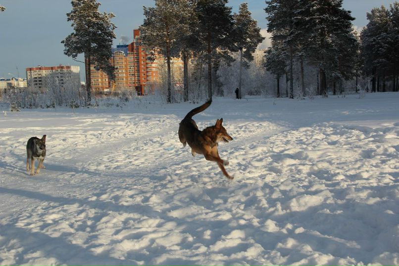 Елизавета Чаушева | Сургут