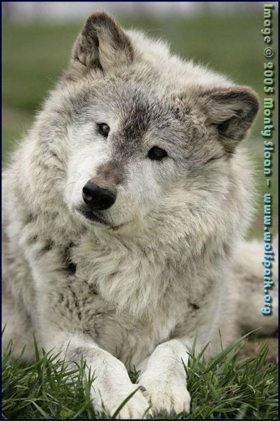 №32, Иван Шнайдер, Павловский Посад №32, Иван Шнайдер, Павловский Посад