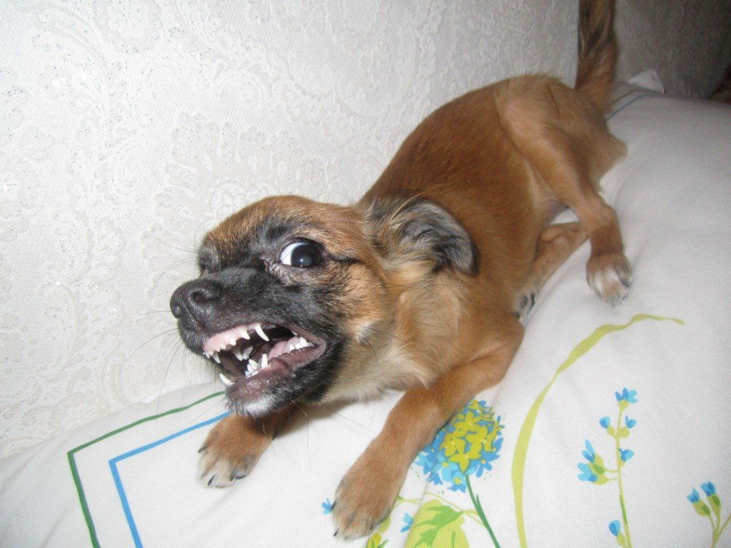 Elvira Akysheva | Аксай