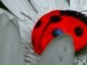 Леся Лаухина | 