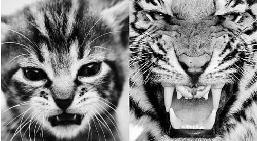 Кирилл Степанов | Санкт-Петербург