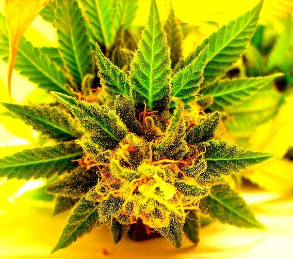 Алексей Нестеров | Киев