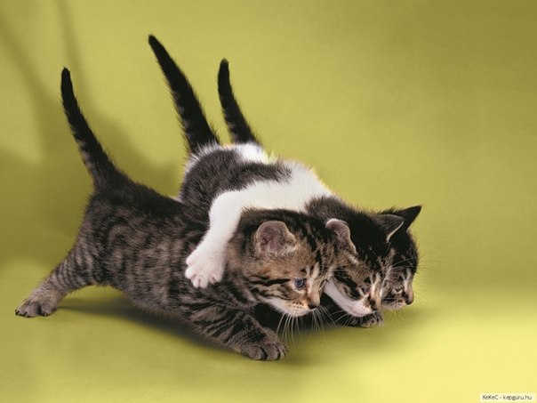 №94, Аделина Тухватуллина, 26 лет, Учалы (село) №94, Аделина Тухватуллина, 26 лет, Учалы (село)