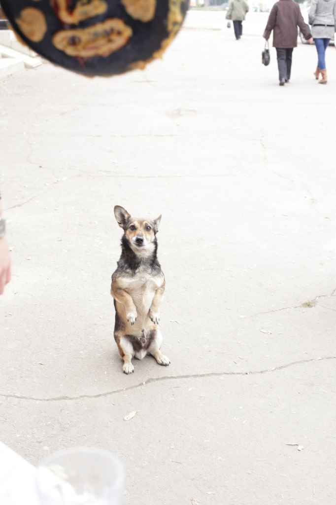 Дарья Гальченко | 