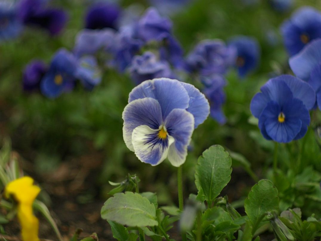 Jorj Dyachek | Одесса