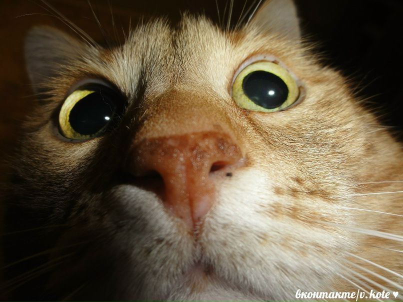 Аня Иванова | Киев