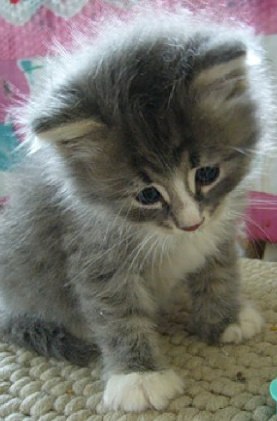 Любовь Берестнева | Санкт-Петербург