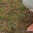 №144, Анжела Жужа, Евпатория №144, Анжела Жужа, Евпатория