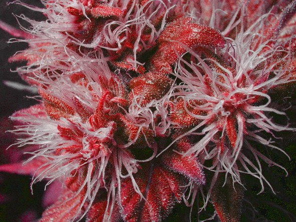 Антон Топоров | 