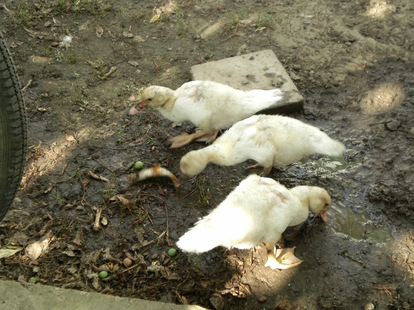 Рома Майбуров | 