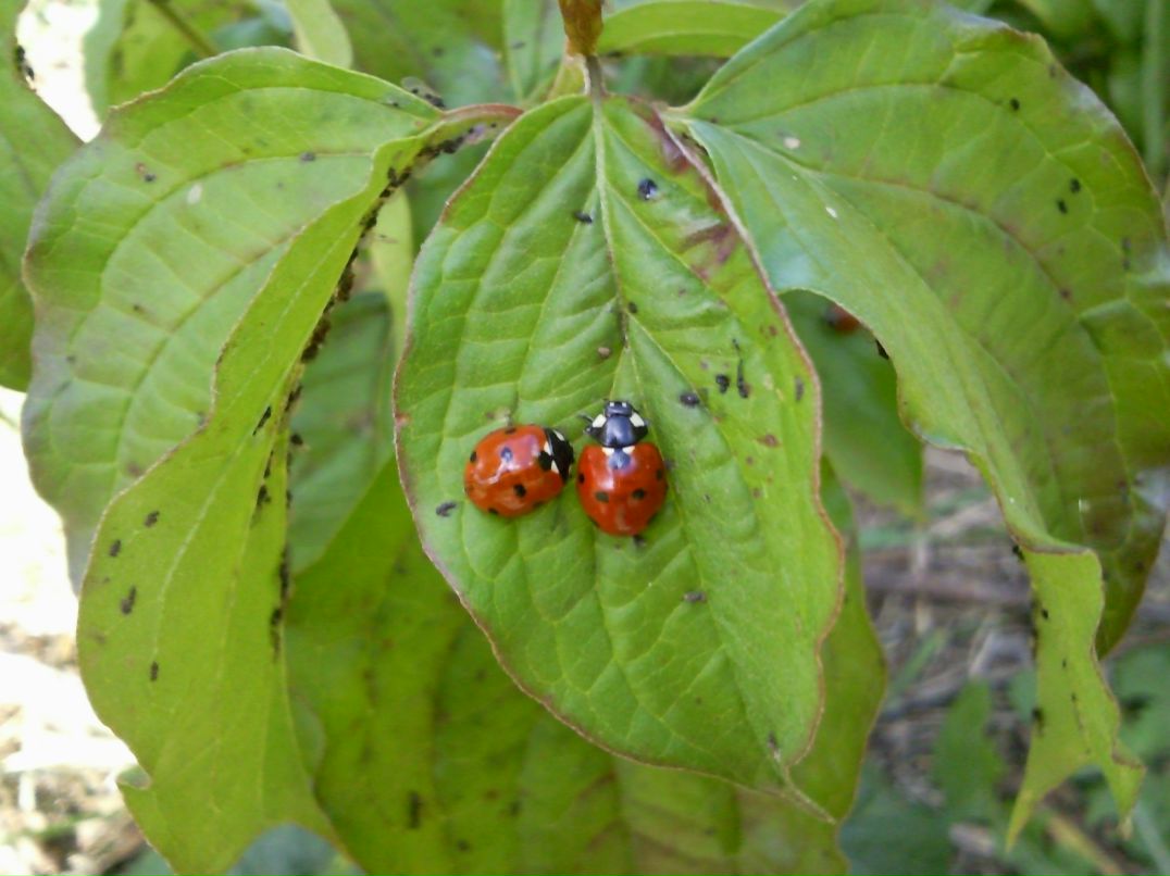 Ольга Соколова | Herzliya