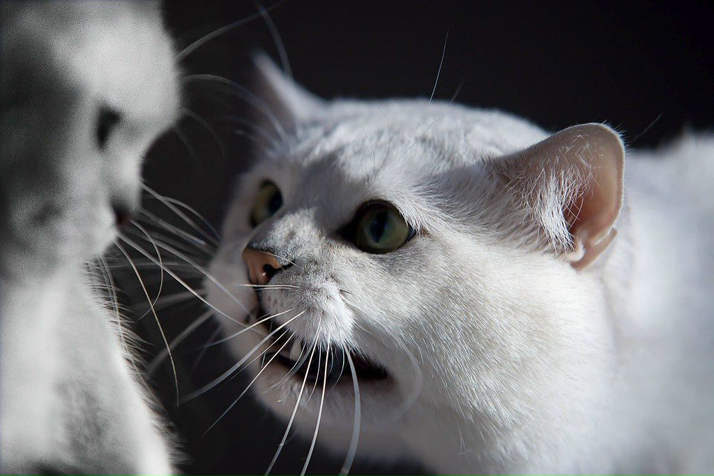 Иван Бриль | Иркутск