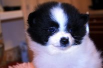 Маргарита Гутенёва | Москва