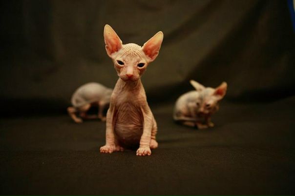 №4, Никита Наумов, Воронеж №4, Никита Наумов, Воронеж