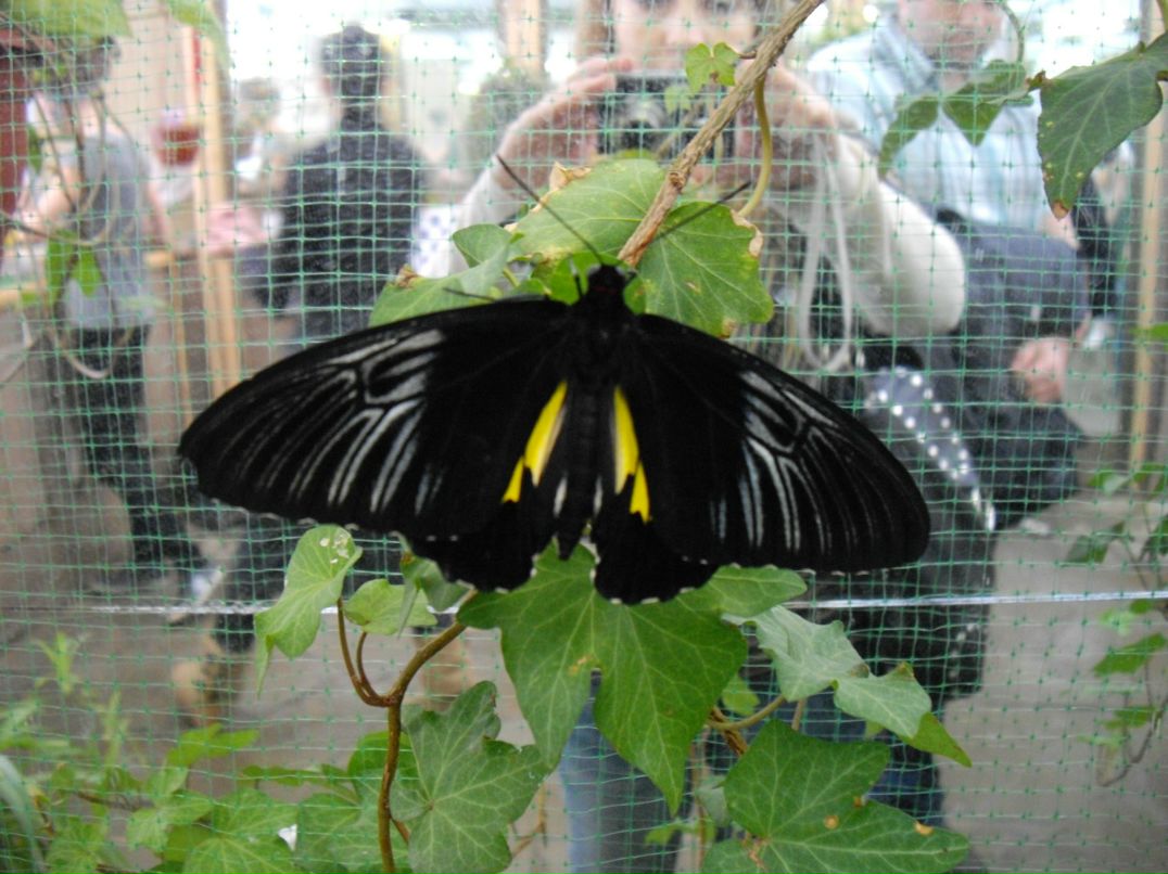 Ира Нечушкина | Санкт-Петербург