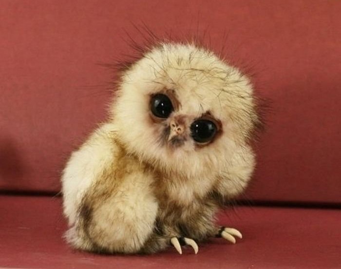 Владислав Плетинь | Черкассы