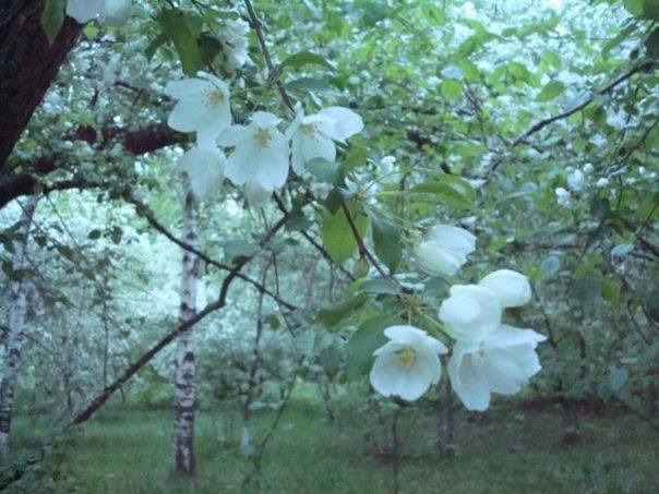 №6, Тамара Образцова, Воронеж №6, Тамара Образцова, Воронеж