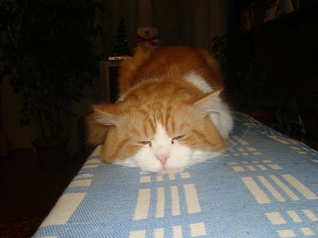 Ирина Колган | Ялта