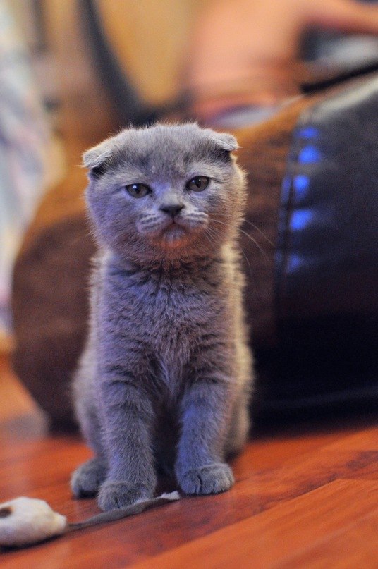 Давид Геворкян | Уфа