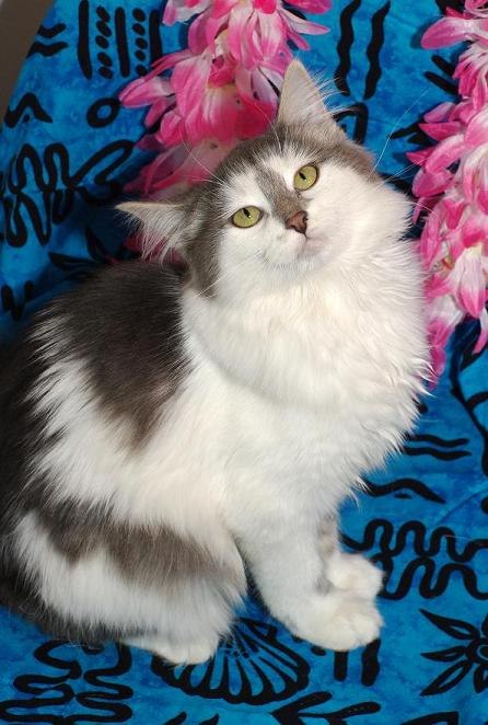 Анастасия Несвижская | Москва