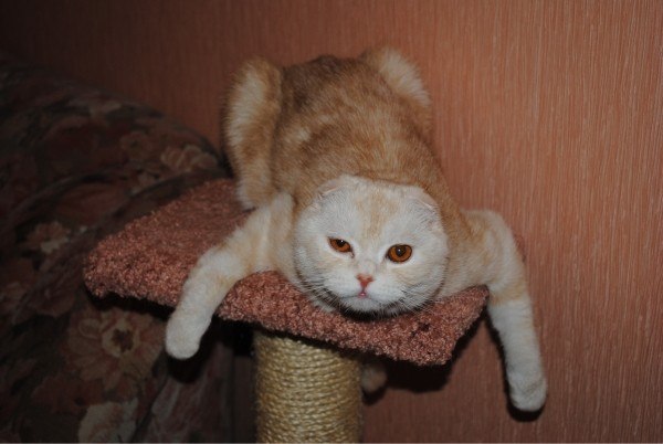 Віталій Папіж | Луцк