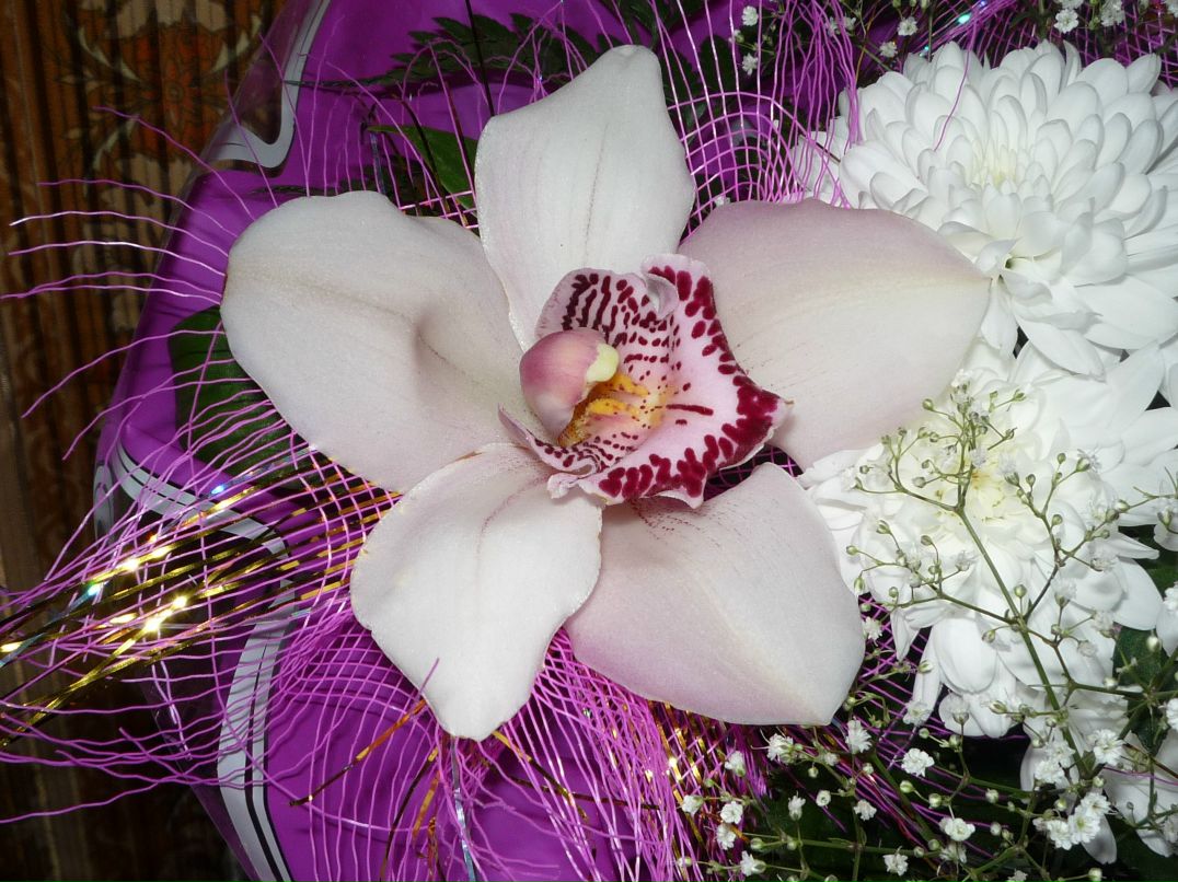 Светланка Михеева | Санкт-Петербург