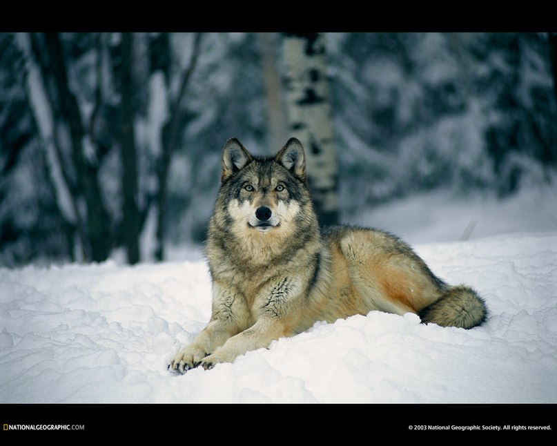 Игорь Нечаев | Санкт-Петербург