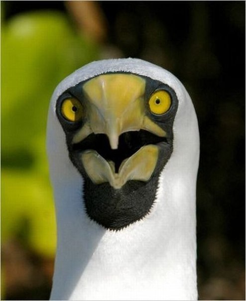 Типа Легавый Крутой | Москва