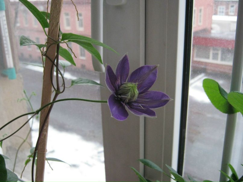 Людмила Родионова | Санкт-Петербург