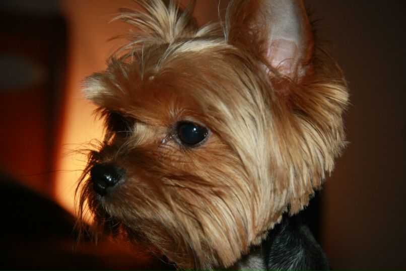 Олечка Титова princessa | Москва