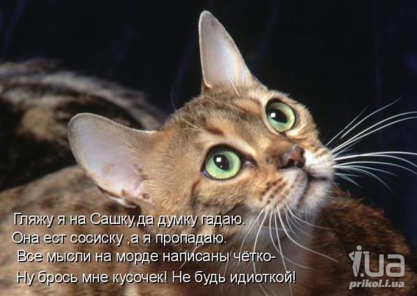 №20, Алим Василенко, Саратов №20, Алим Василенко, Саратов