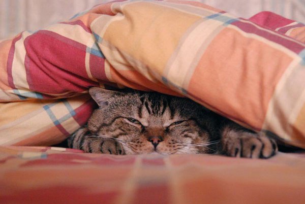 Витёк Новак Beck | 